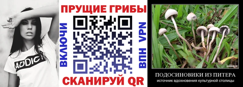 закладка  Верхнеуральск  Псилоцибиновые грибы Cubensis 